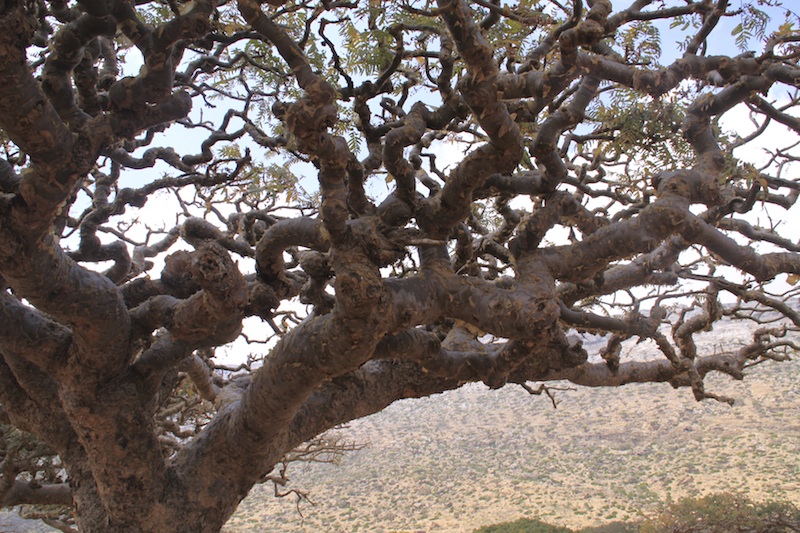 Frankincense Tree