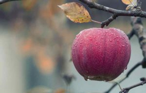 Spiced Apple Cider (“Witches’ Brew”)